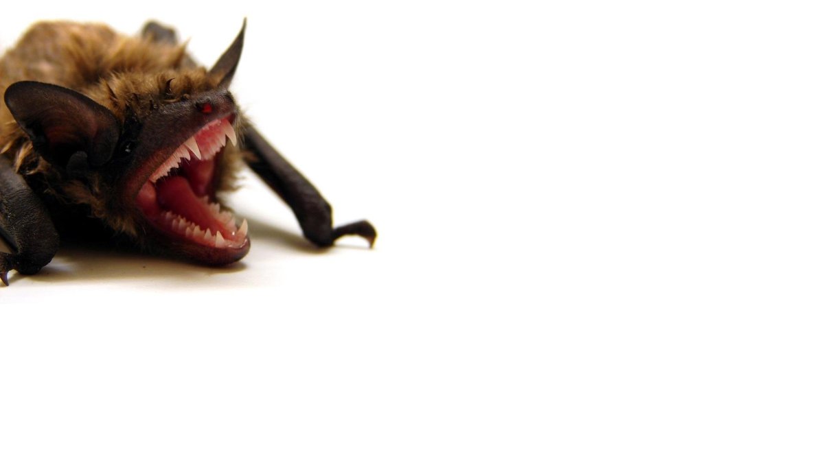 Летучая мышь