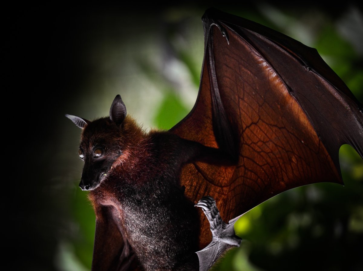 Индийская летучая лисица