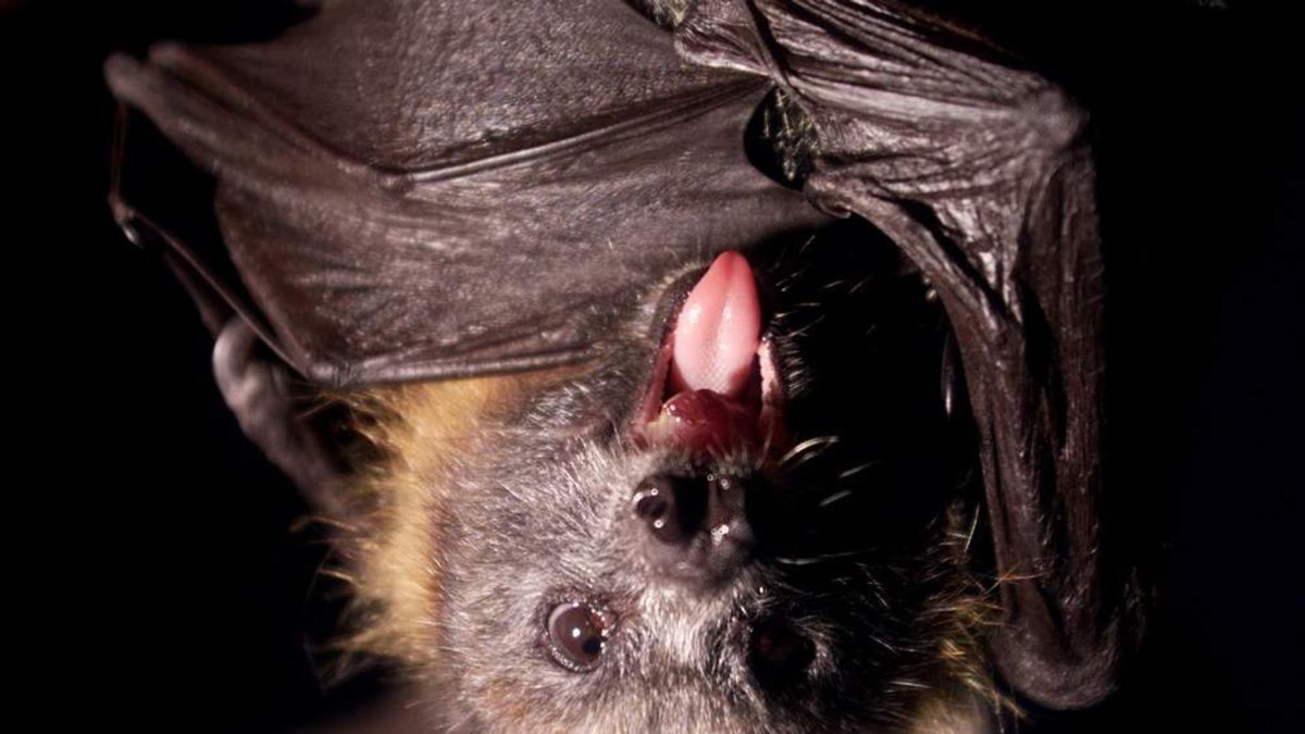 Десмонд летучая мышь