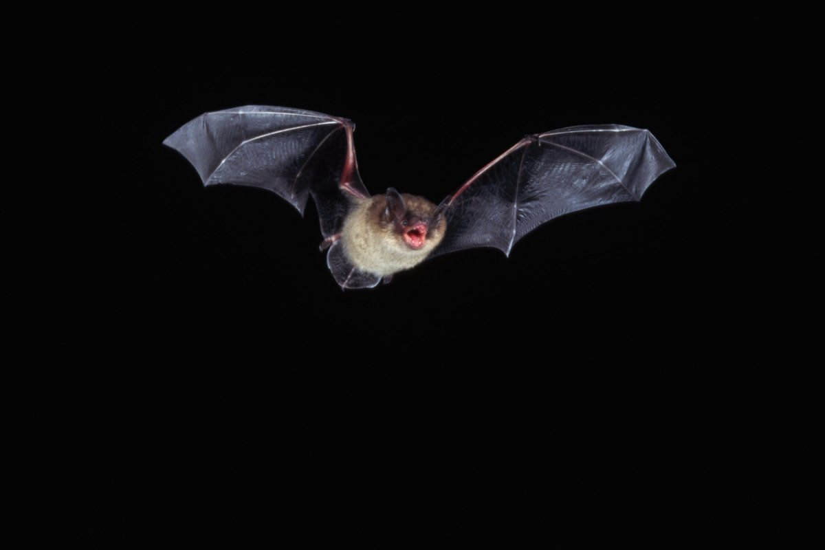 Летучая мышь в темноте