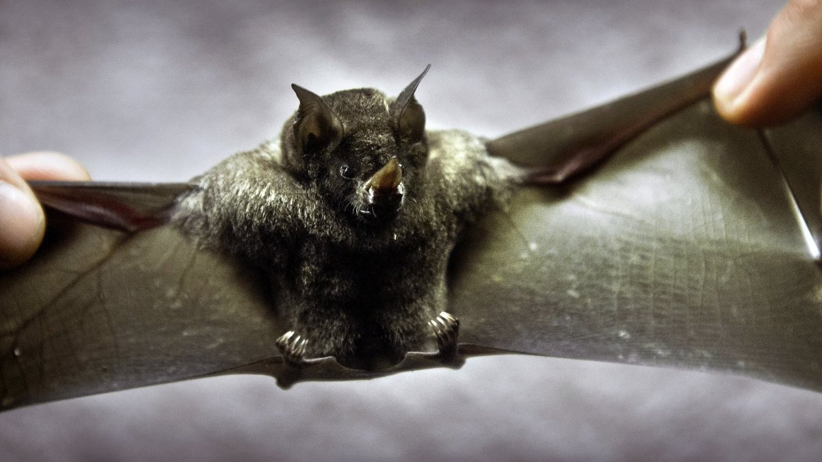 Бешенство у летучих мышей
