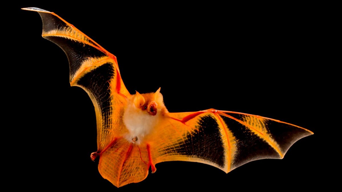 Гладконос Гульда