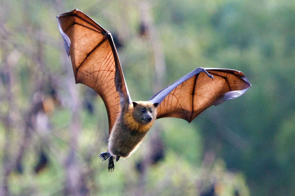 Мадагаскарский крылан