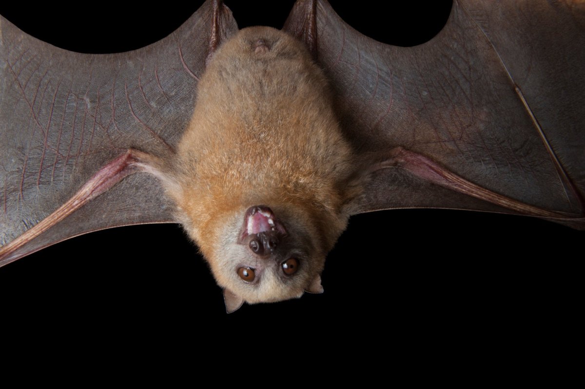 Летучая лисица обои