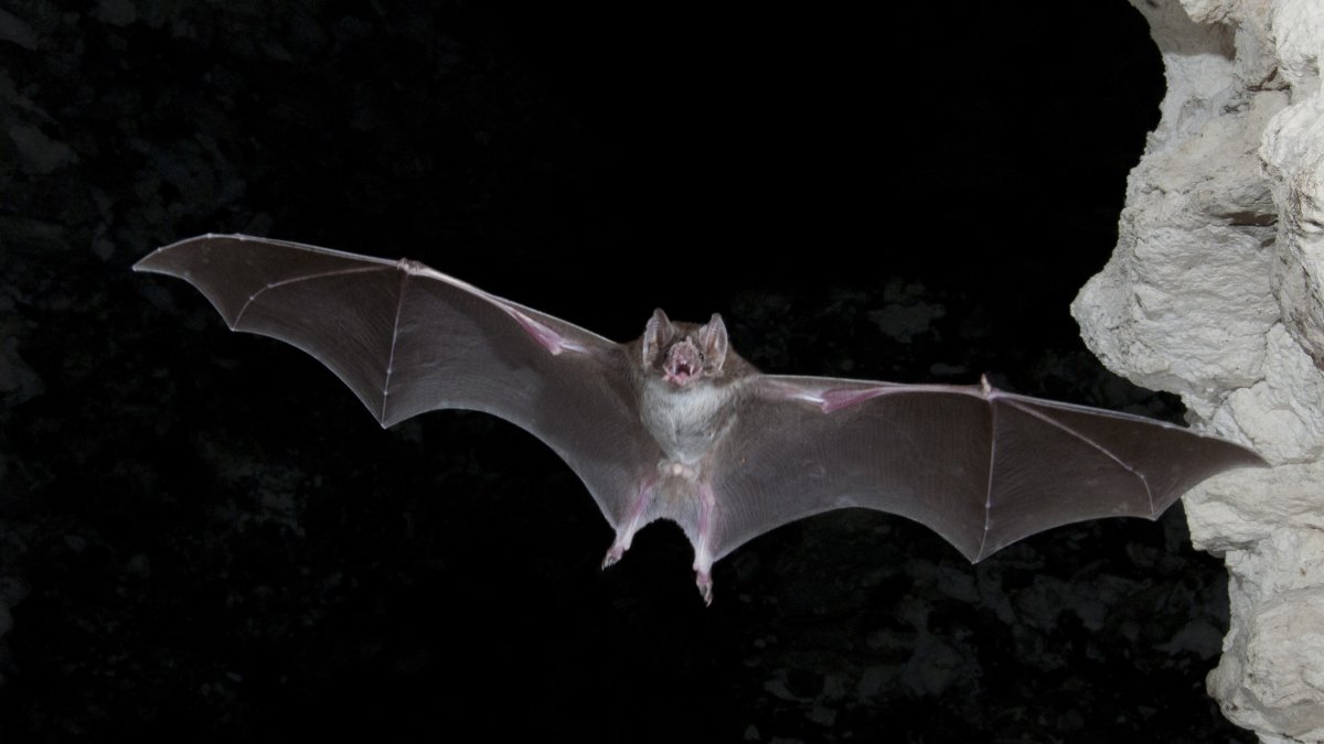 Белокрылый вампир летучая мышь