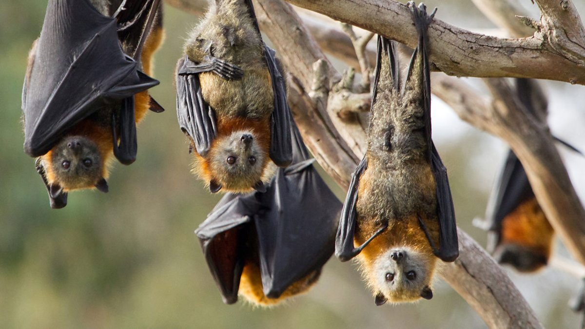 Bat picture