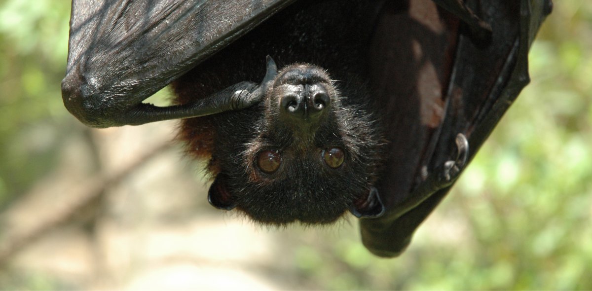 Сероголовая летучая лисица