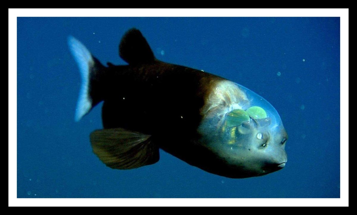 Рыба Луна гигант