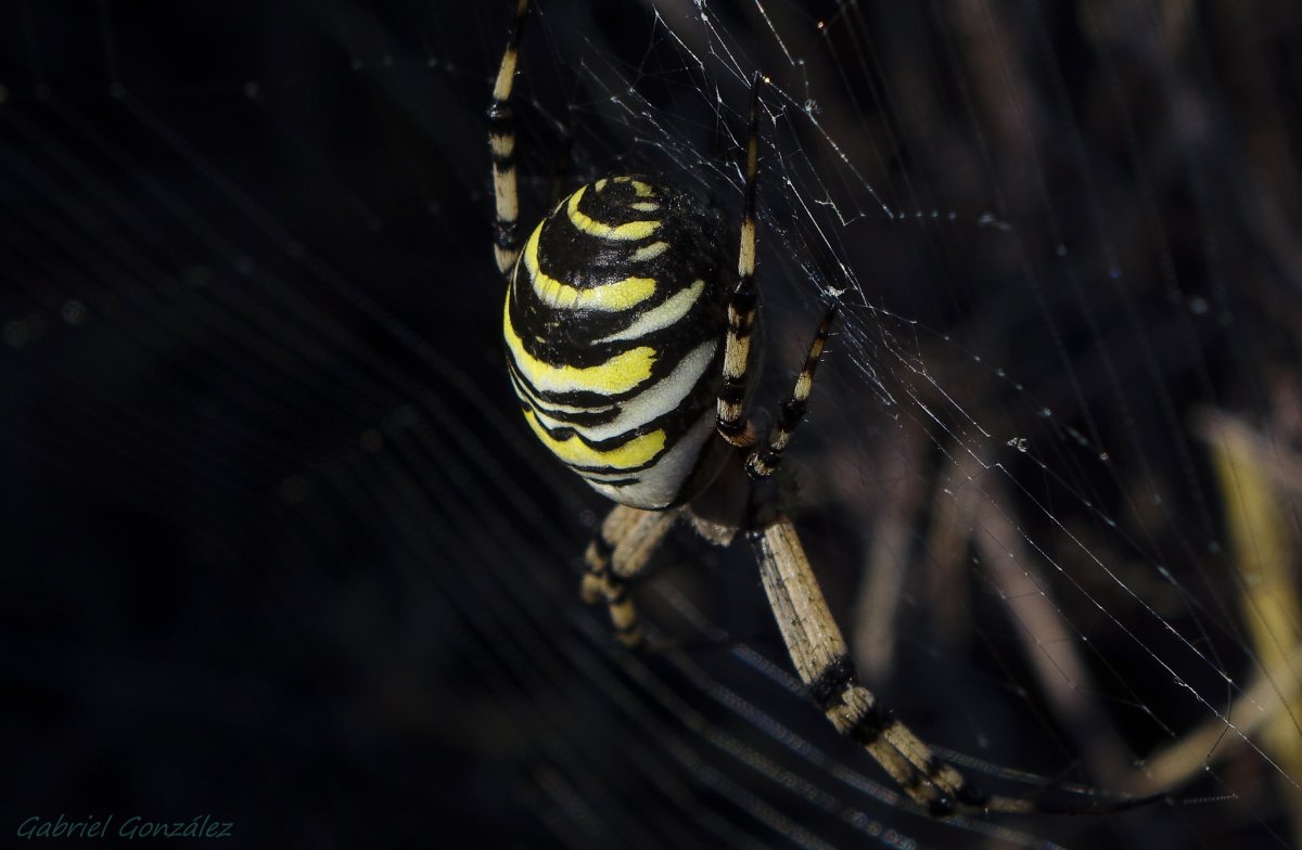 Паук с телом пчелы