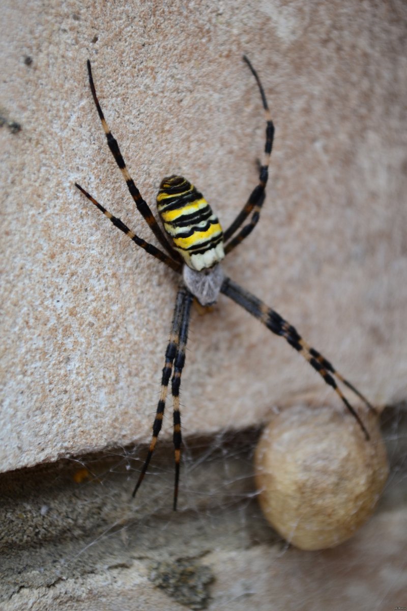 Насекомое полосатое желто черное