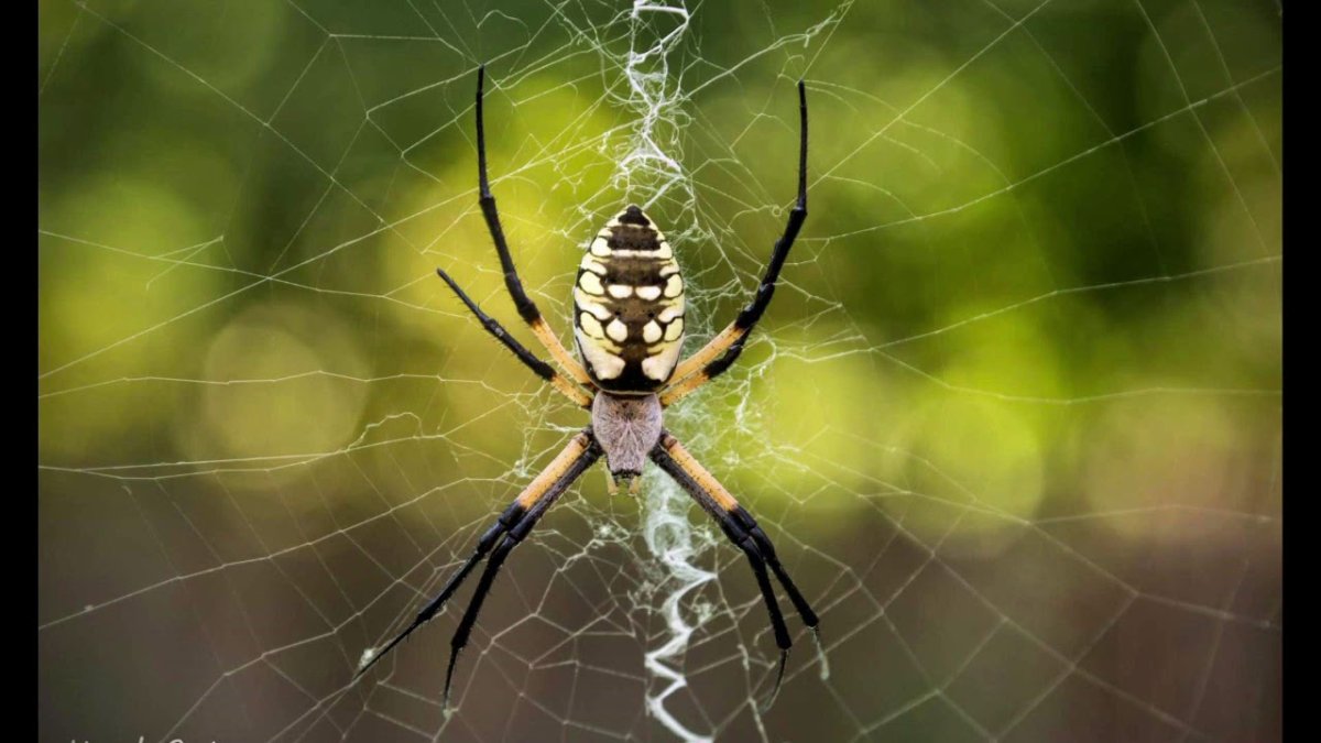 Аргиопа Брюнниха