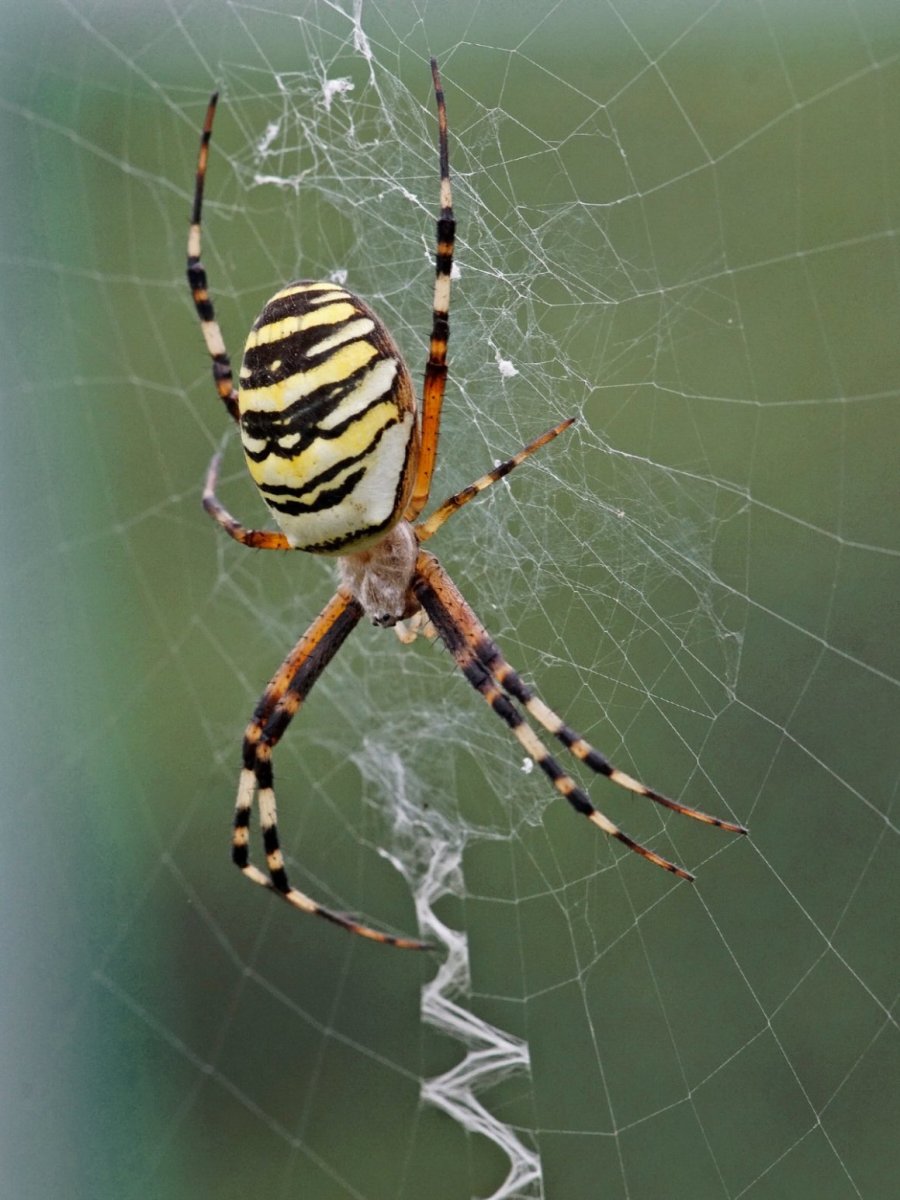 Аргиопа Брюнниха (паук-Оса)