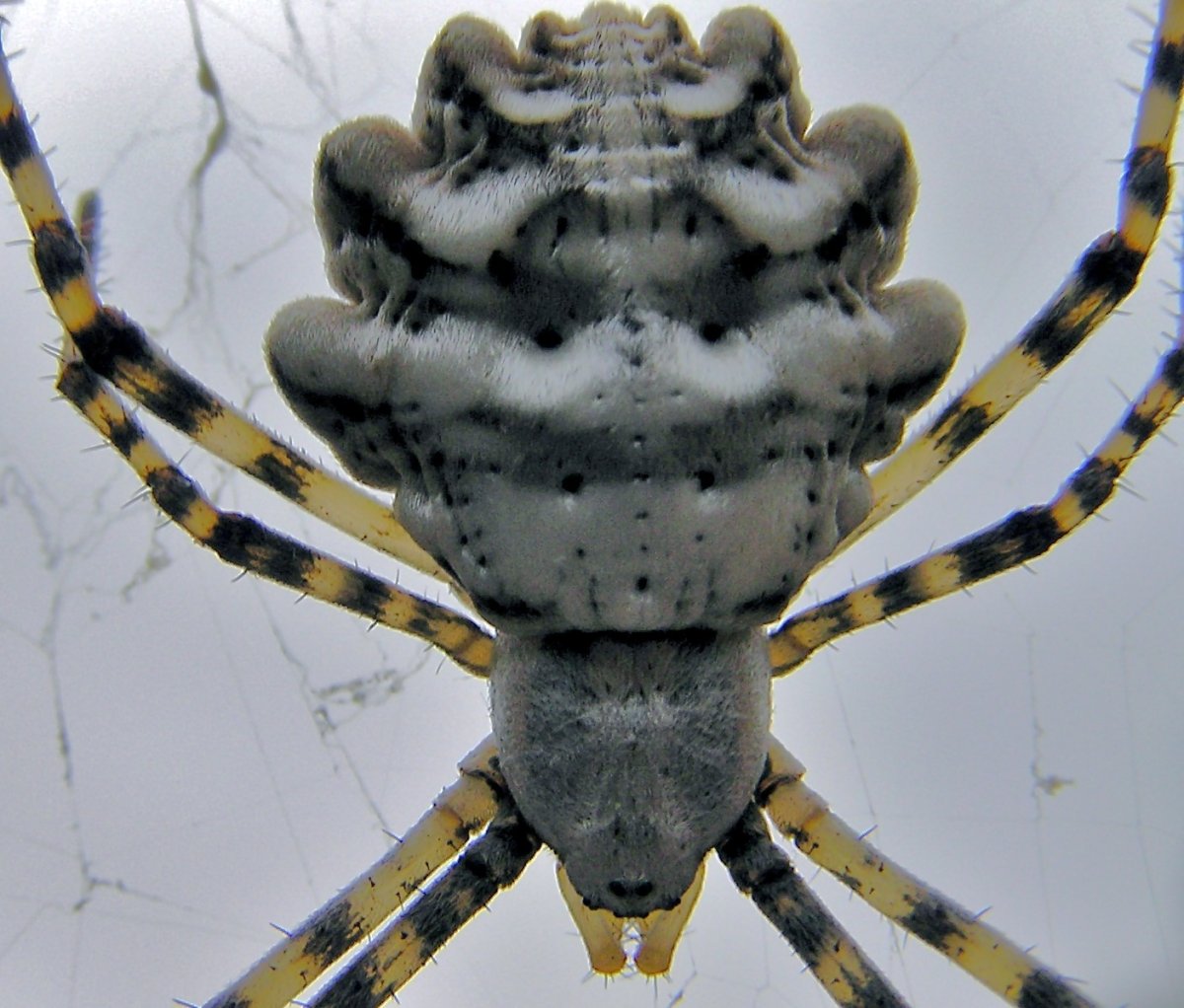 Аргиопа Брюнниха (Argiope bruennichi)