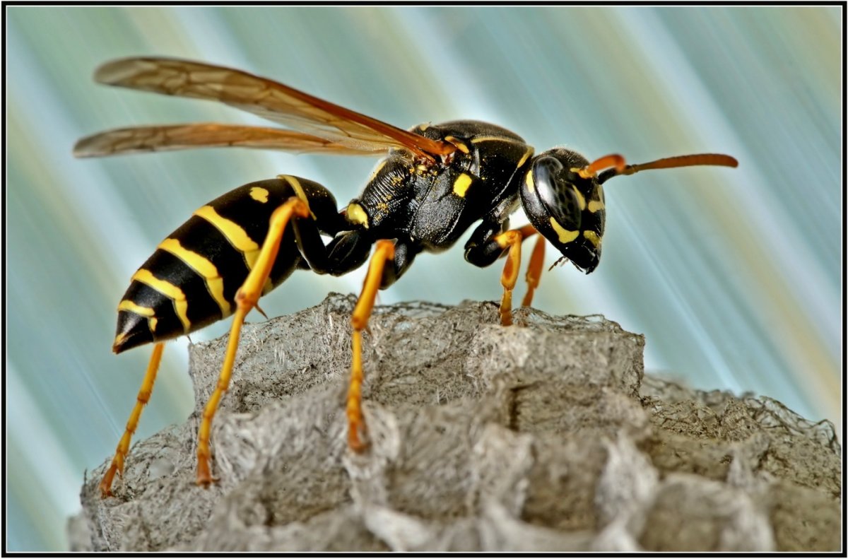 Шершень обыкновенный картинки