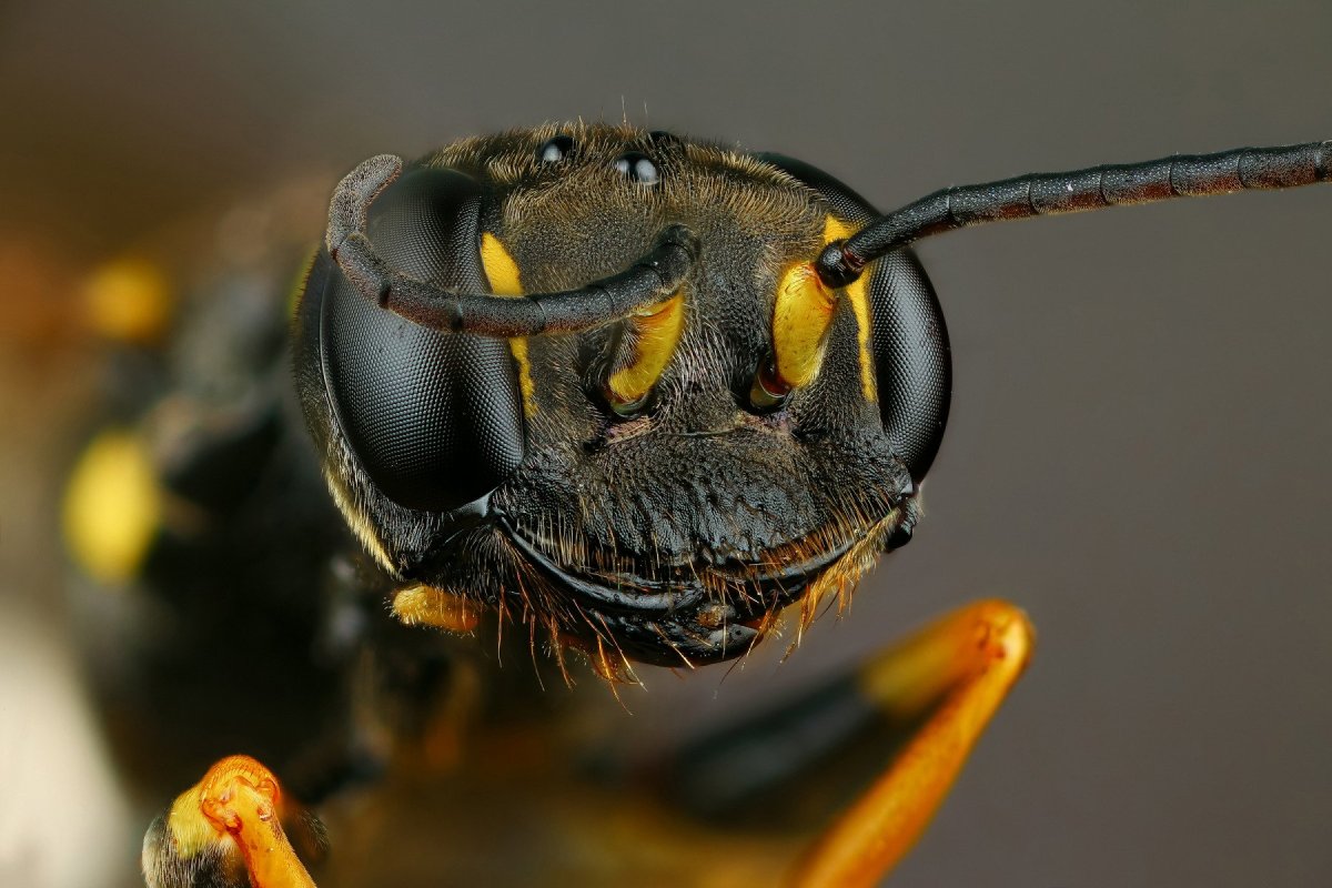 Морда шершня