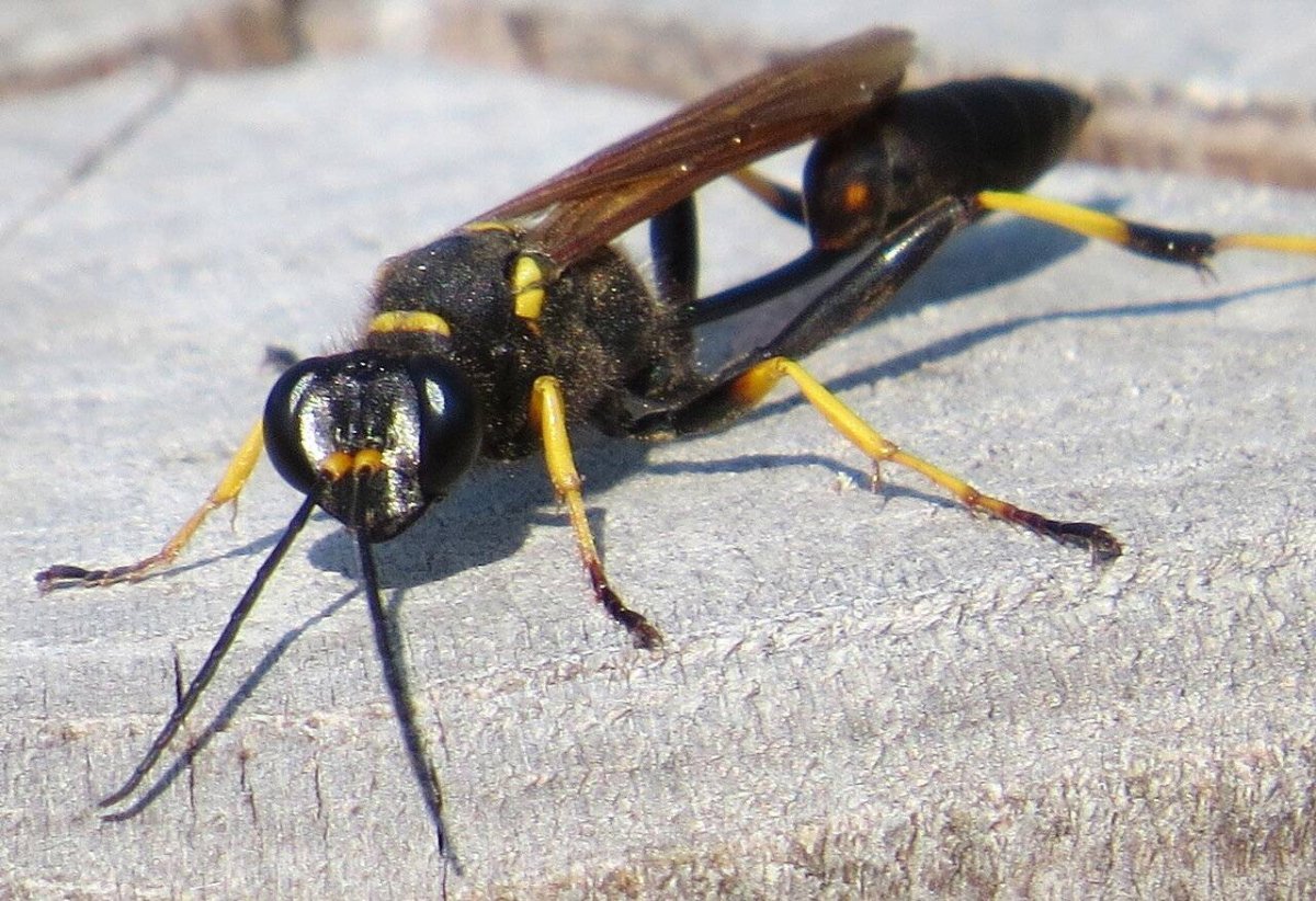 Vespa mandarinia Шершень