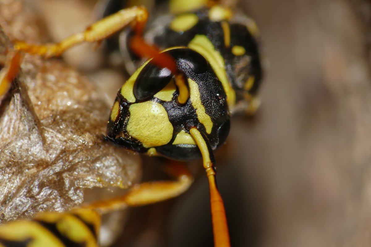 Оса Макросъемка