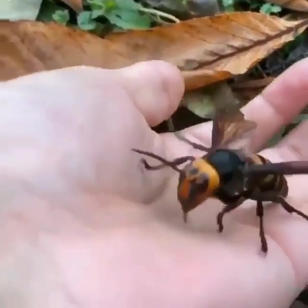 Насекомые Жук Арлекин