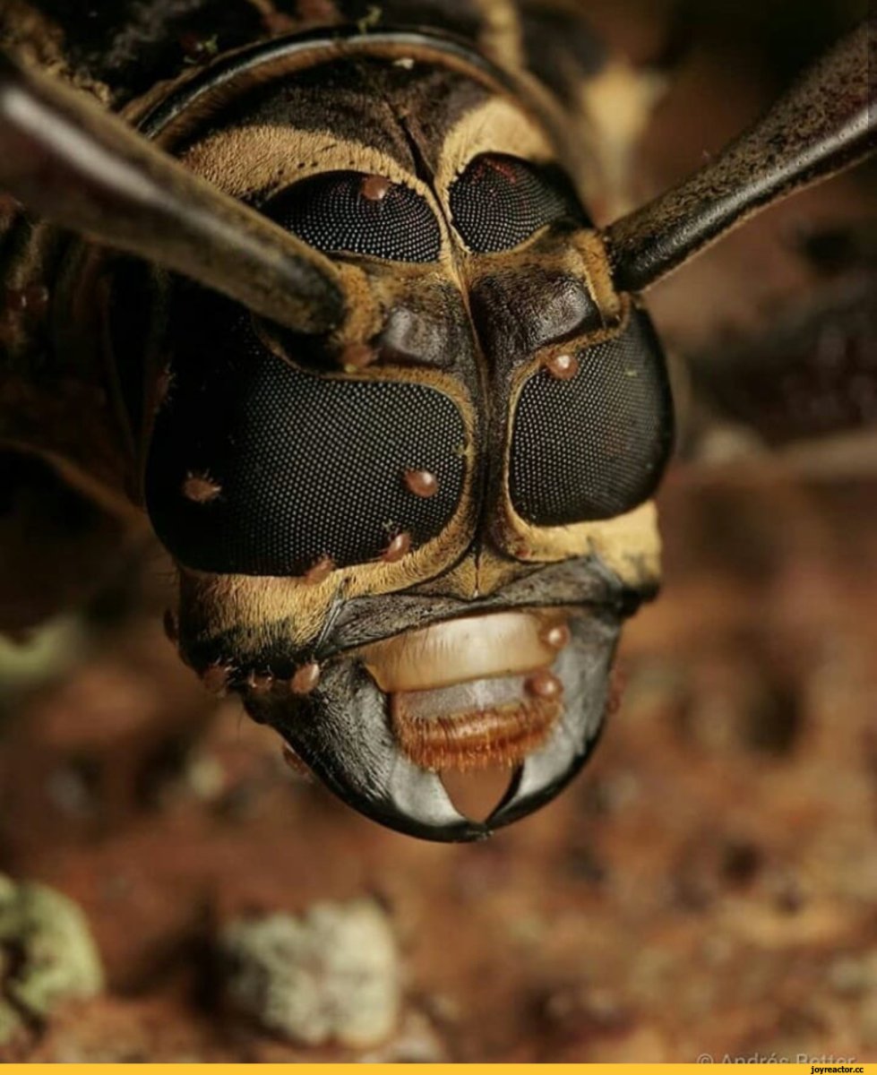 Оса ТАРАНТУЛОВОГО ястреба