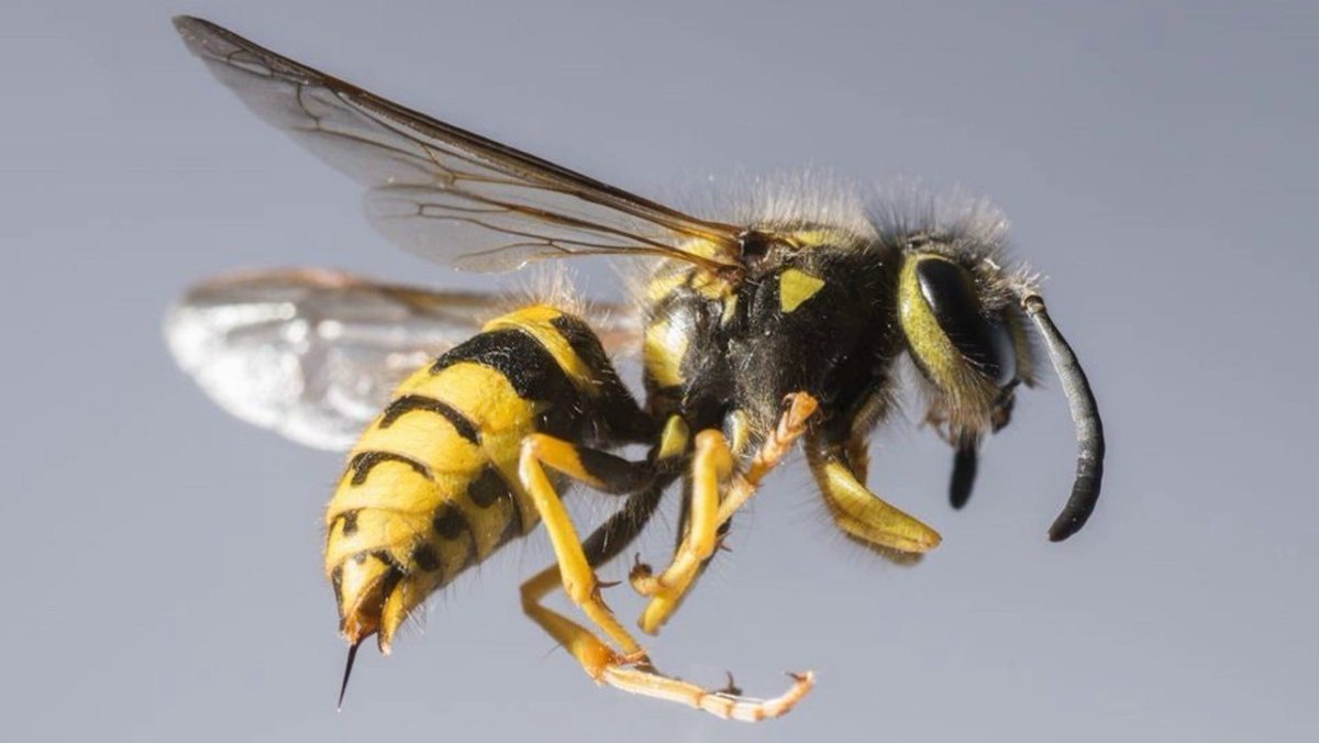 Ядовитые пчелы