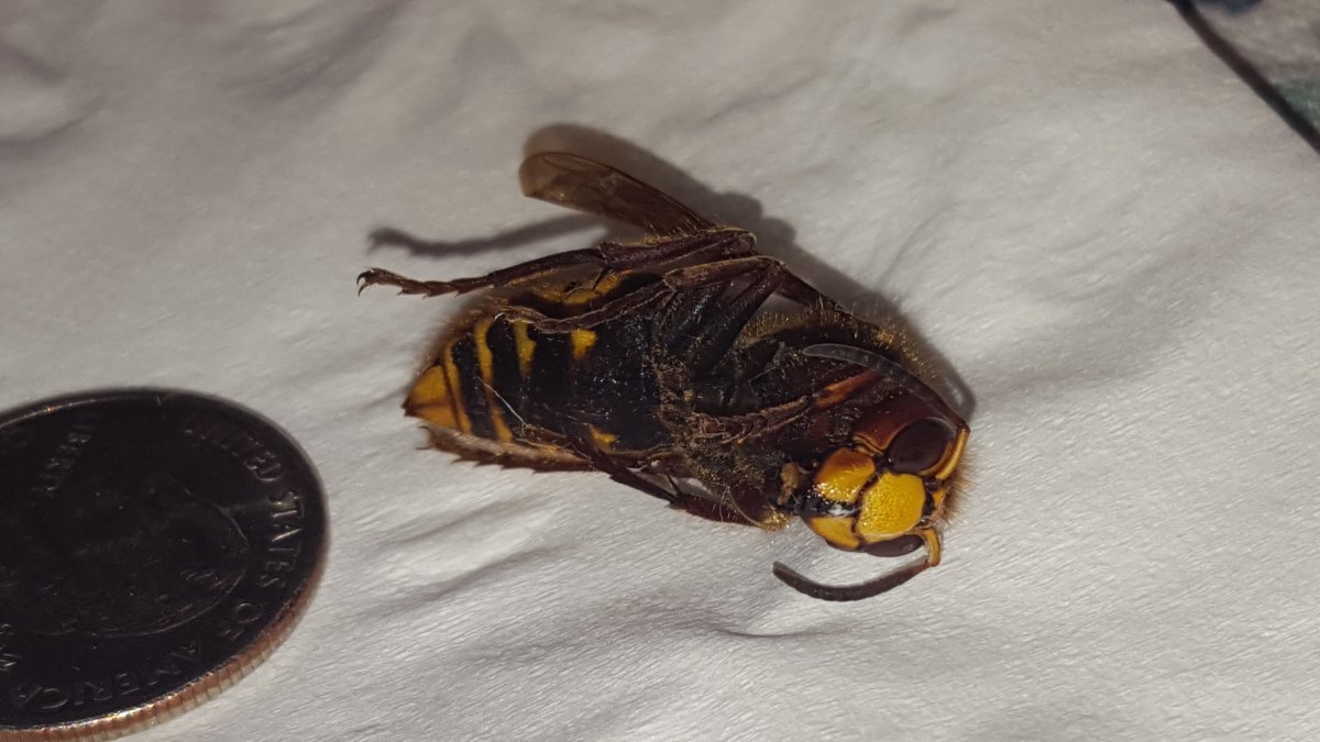 Веспа ориенталист Шершень