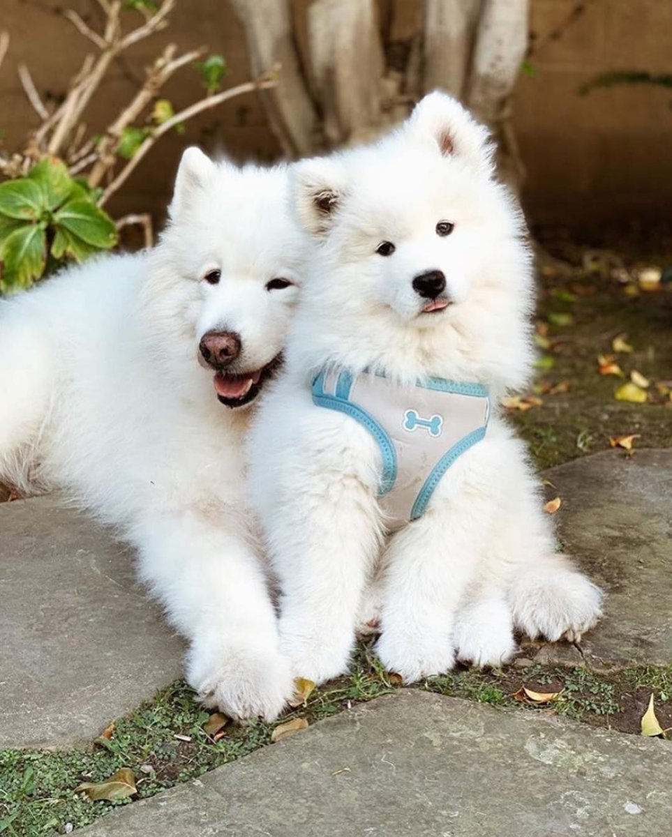 Самоед белое облачко