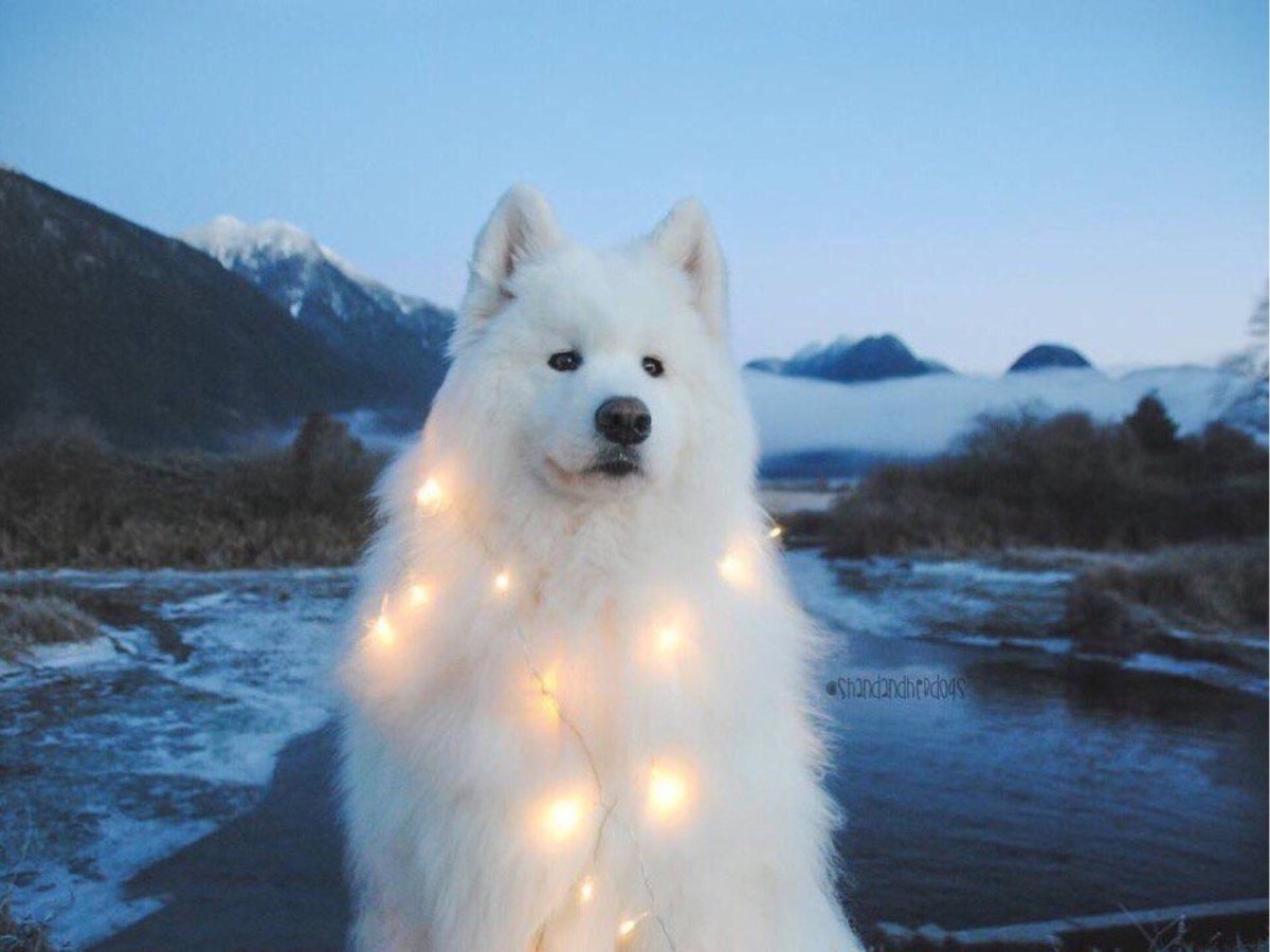 Лайка самоед маленькая