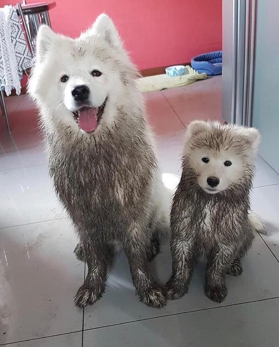 Самоед облачко