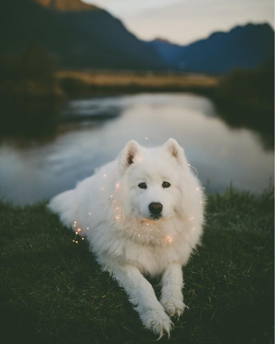 Самоед с разными глазами