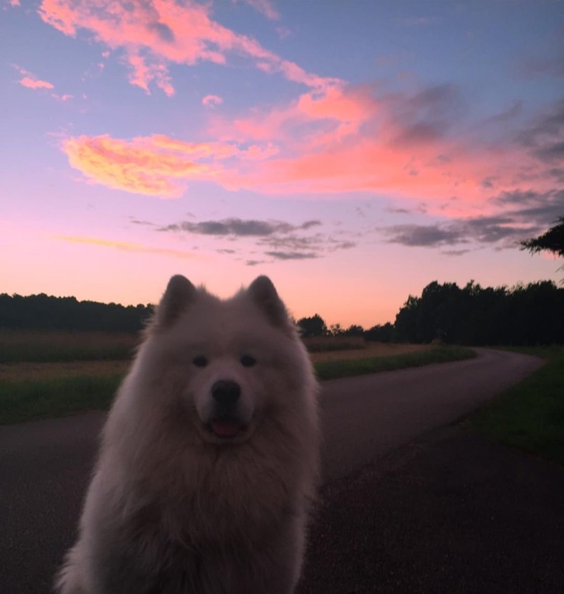 Самоедская собака