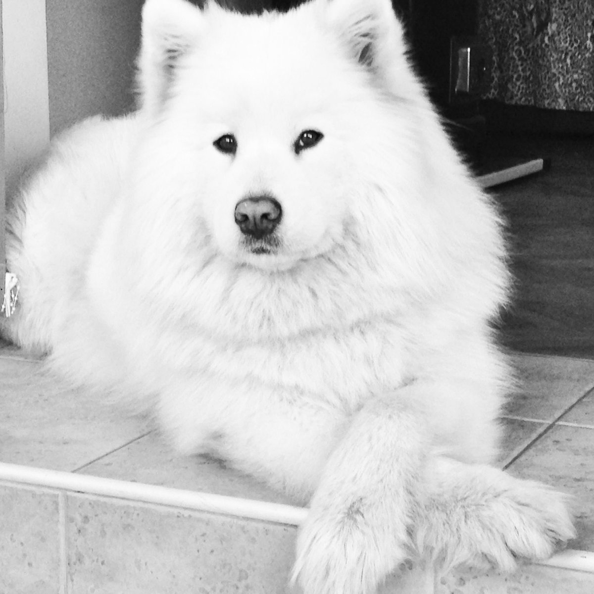 Самоед одеяло