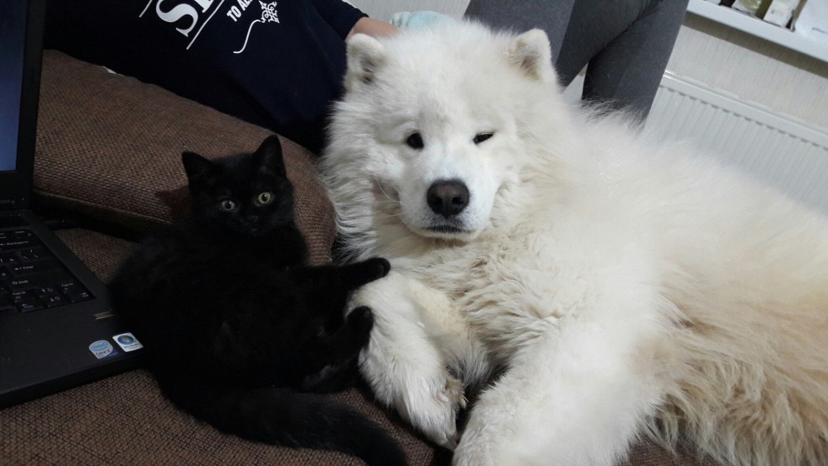 Сохраненки с самоедами