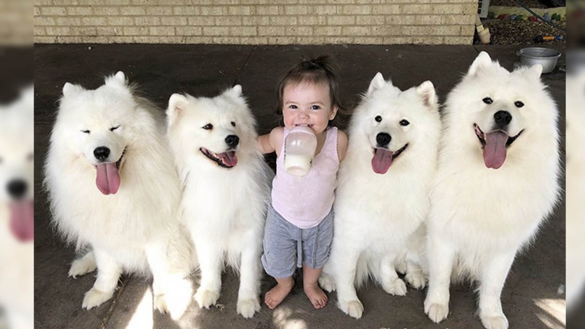 Маламут хаски самоед