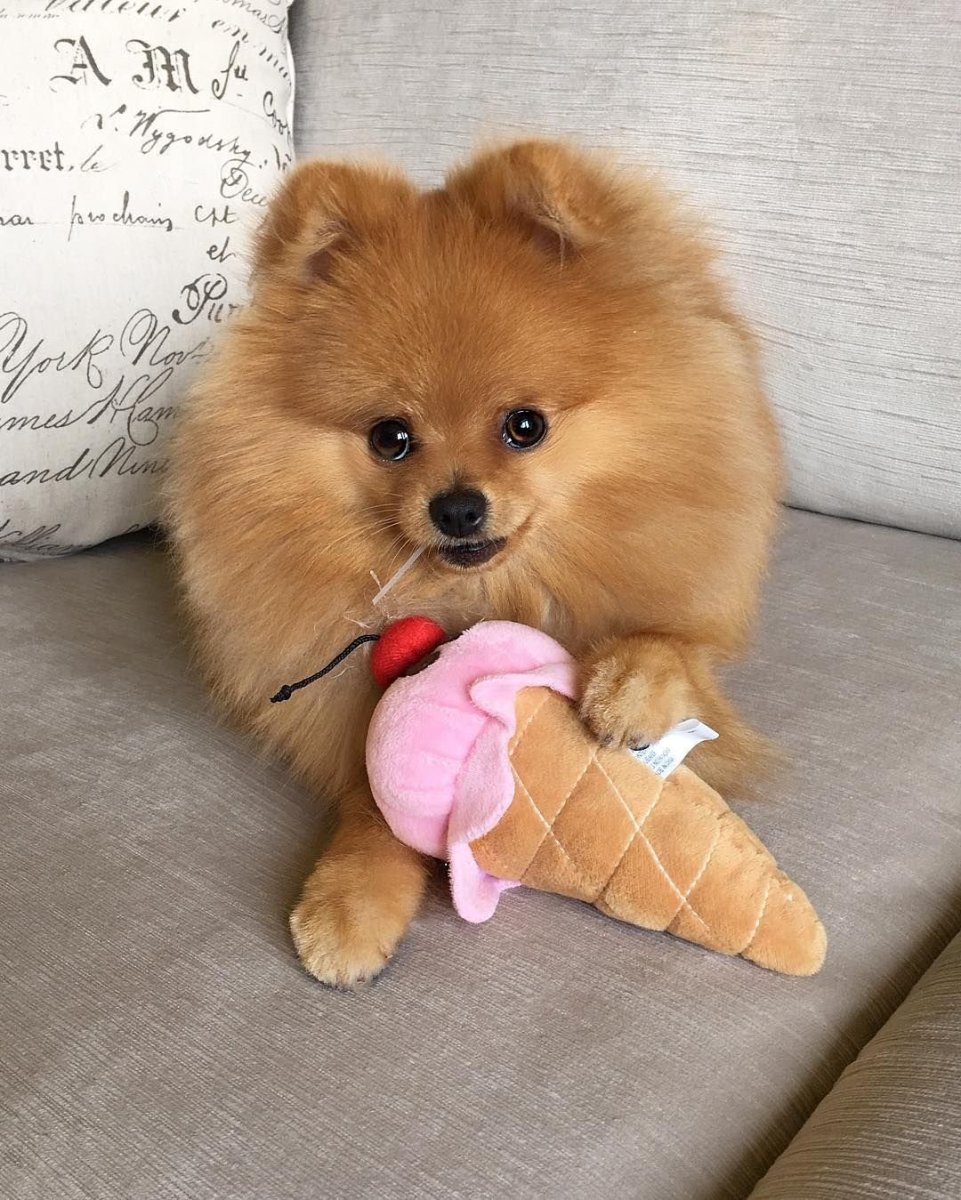 Померанский шпиц