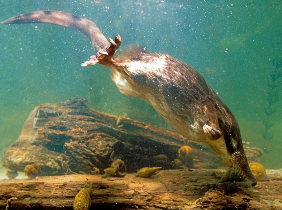 Квокка сумчатый зверь