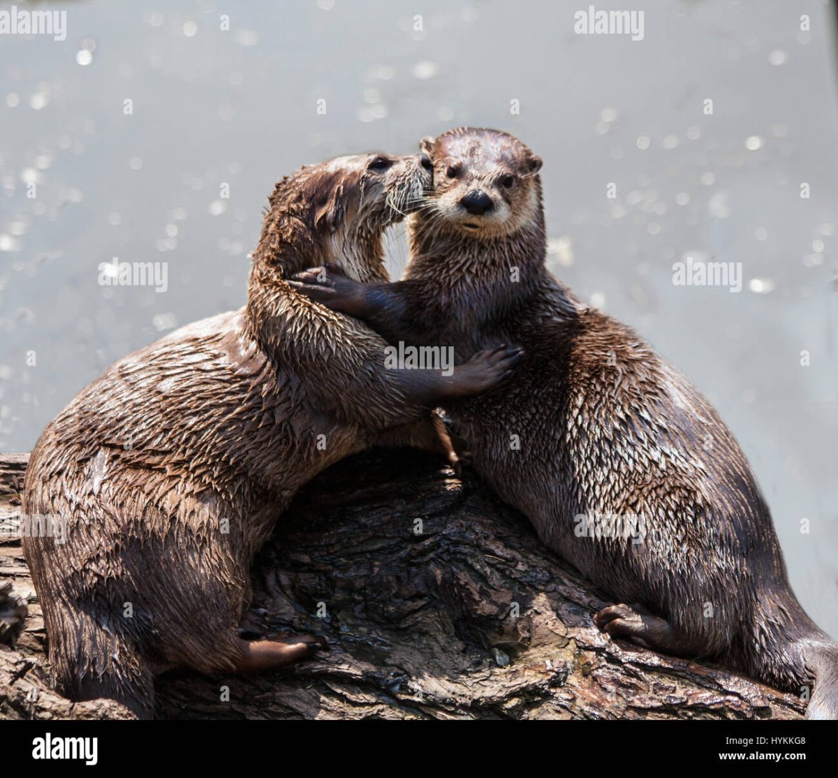 Водяная Свинка капибара