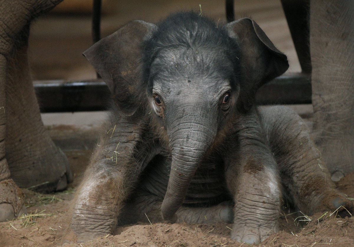 Кубинский щелезуб