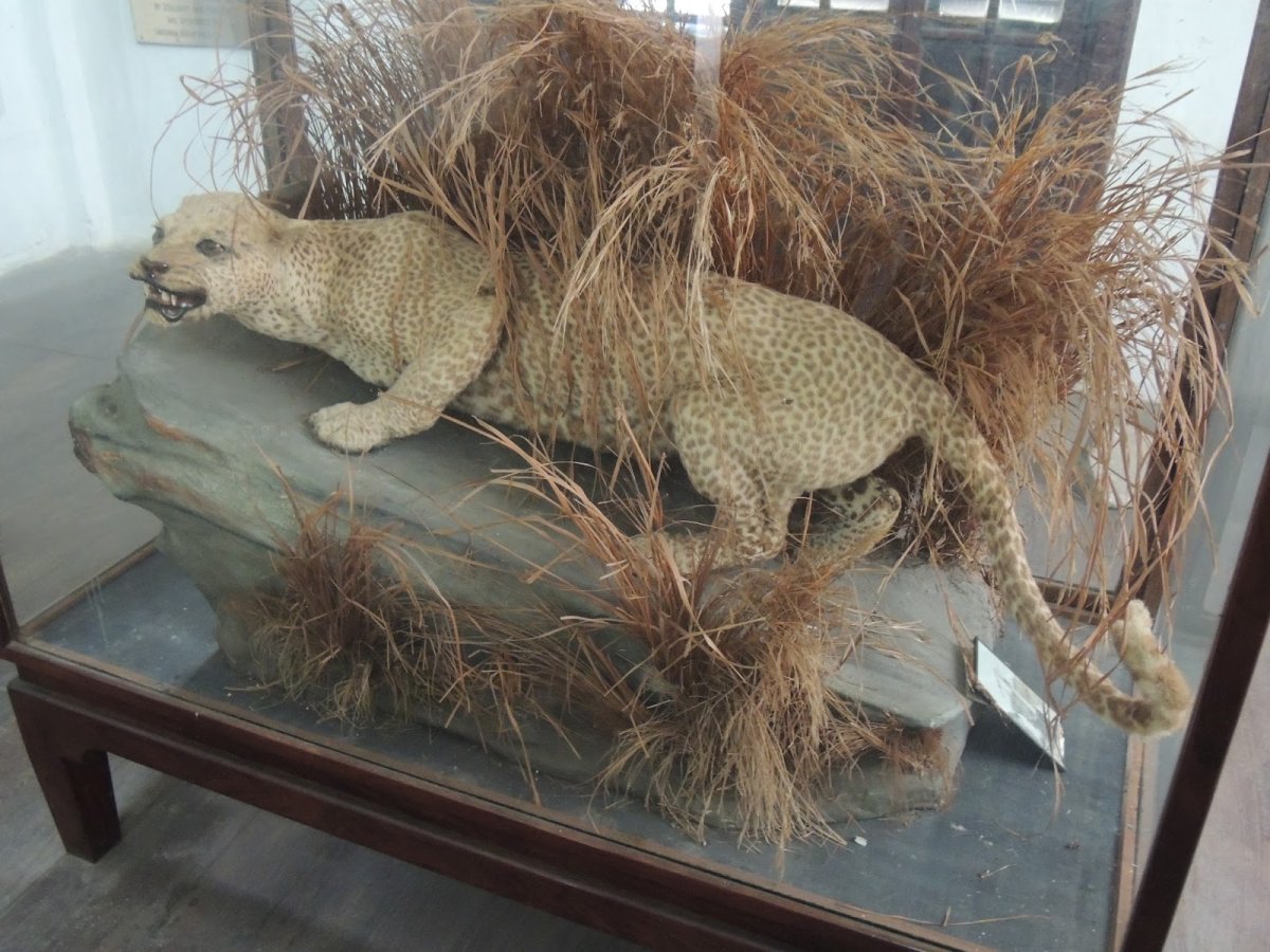 Лемур долгопят