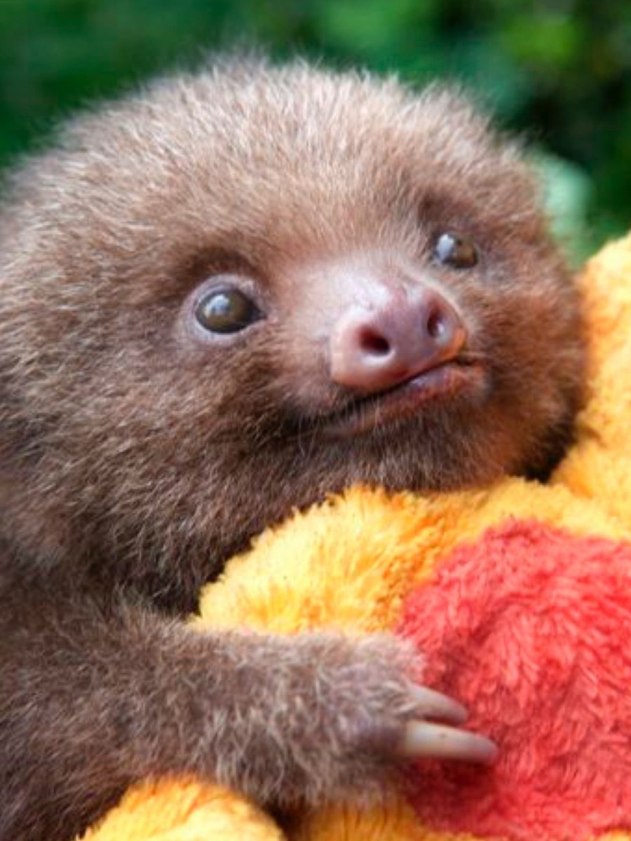 Редкая черепаха-альбинос