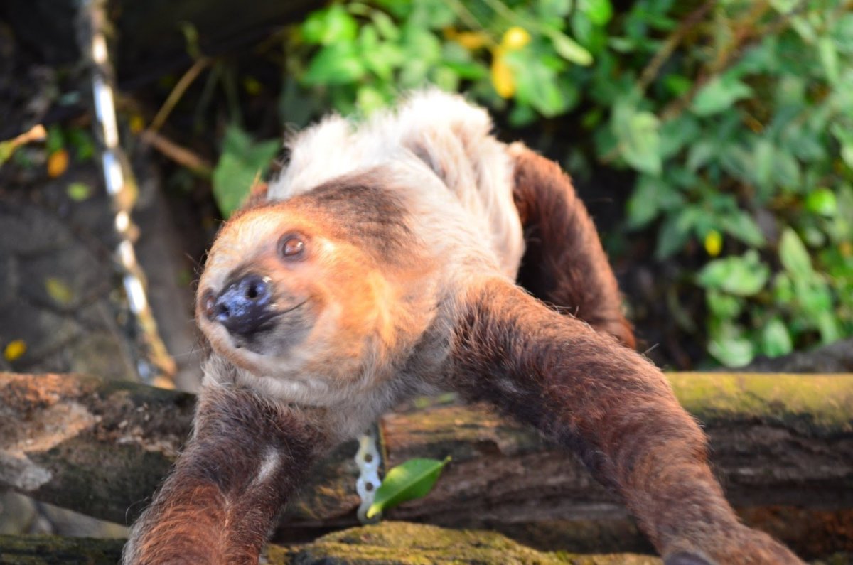 Жизнь животных