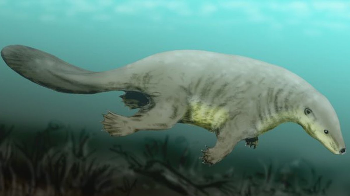 Животные Южной Америки капибара