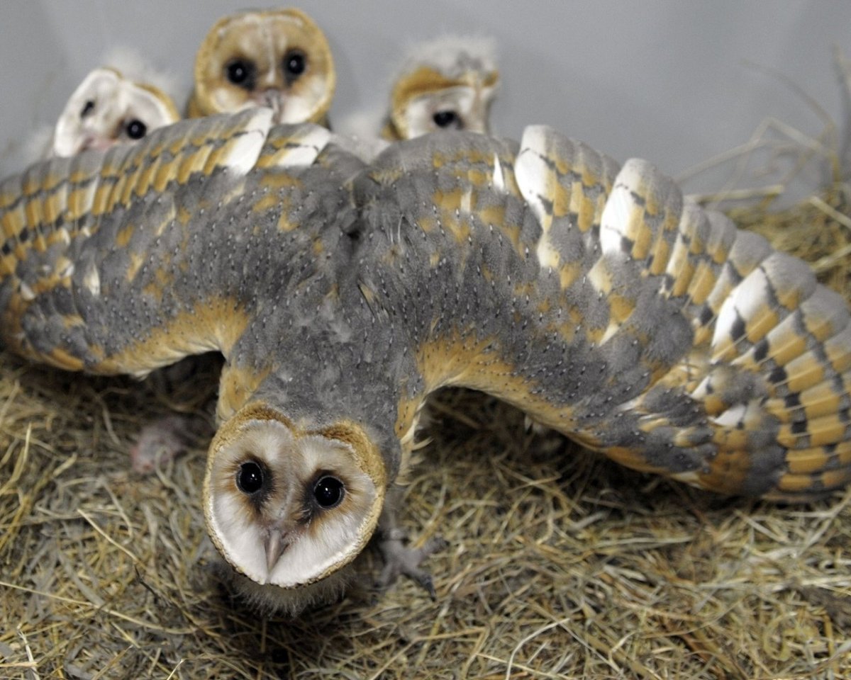 Животные джунглей