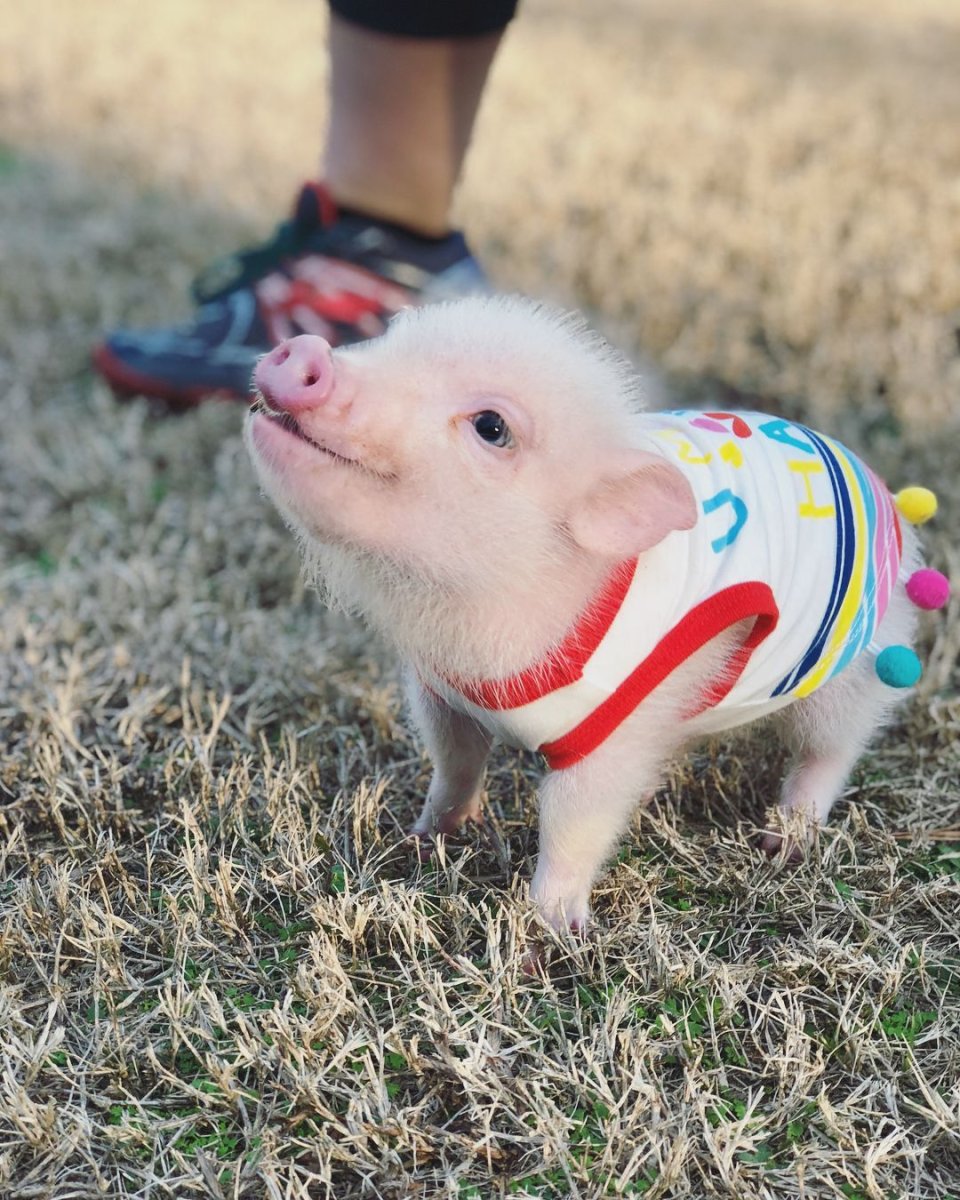 Злой минипиг