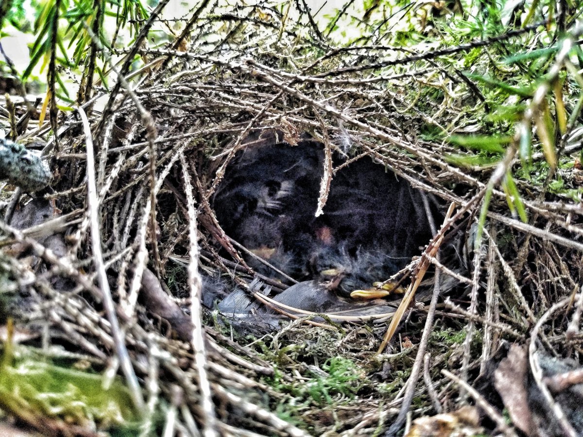 Мутировавшие животные Чернобыля