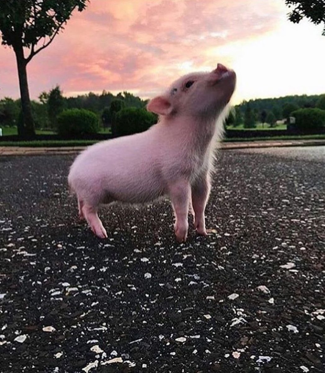 Поросенок минипиг