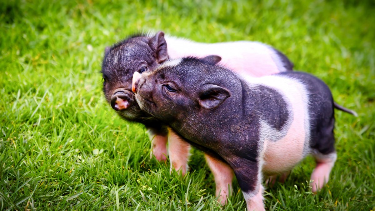 Бергштрессер книрт