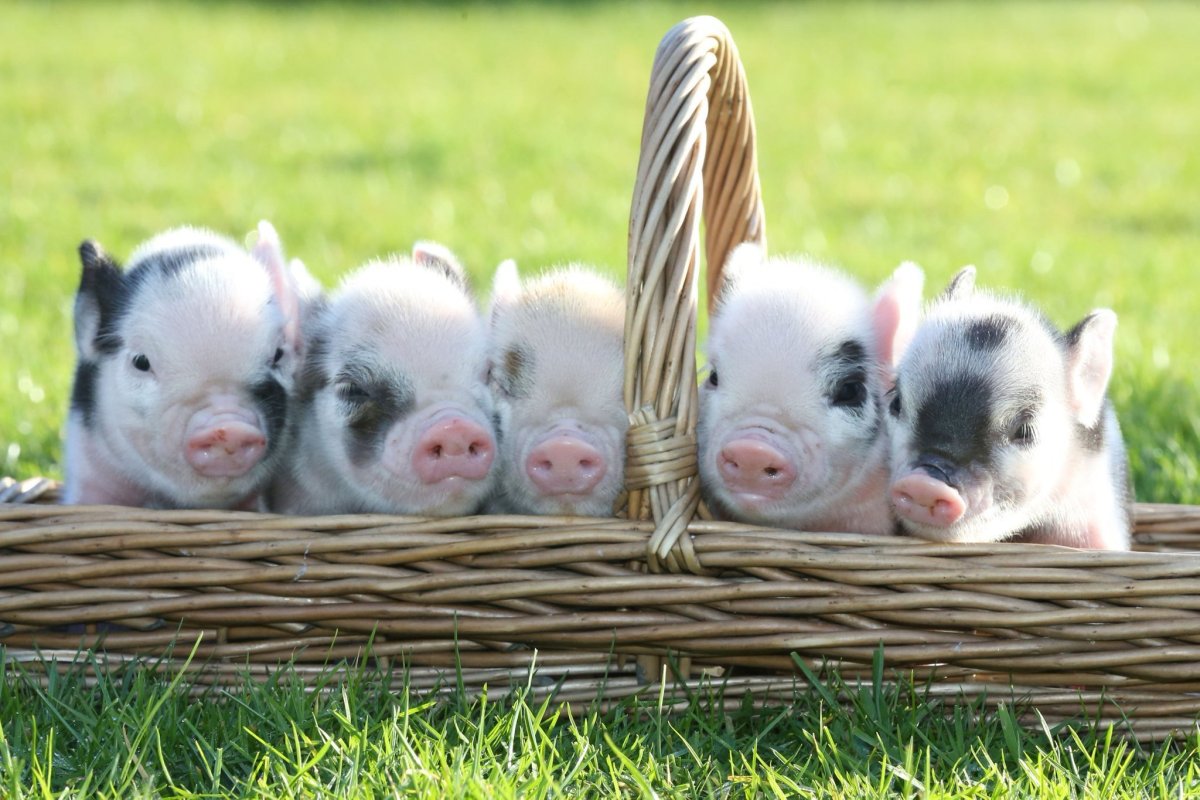 Милые поросята