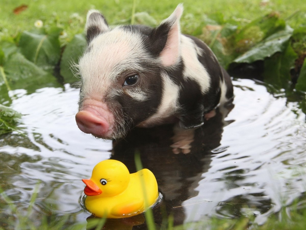 Минипиг майялино