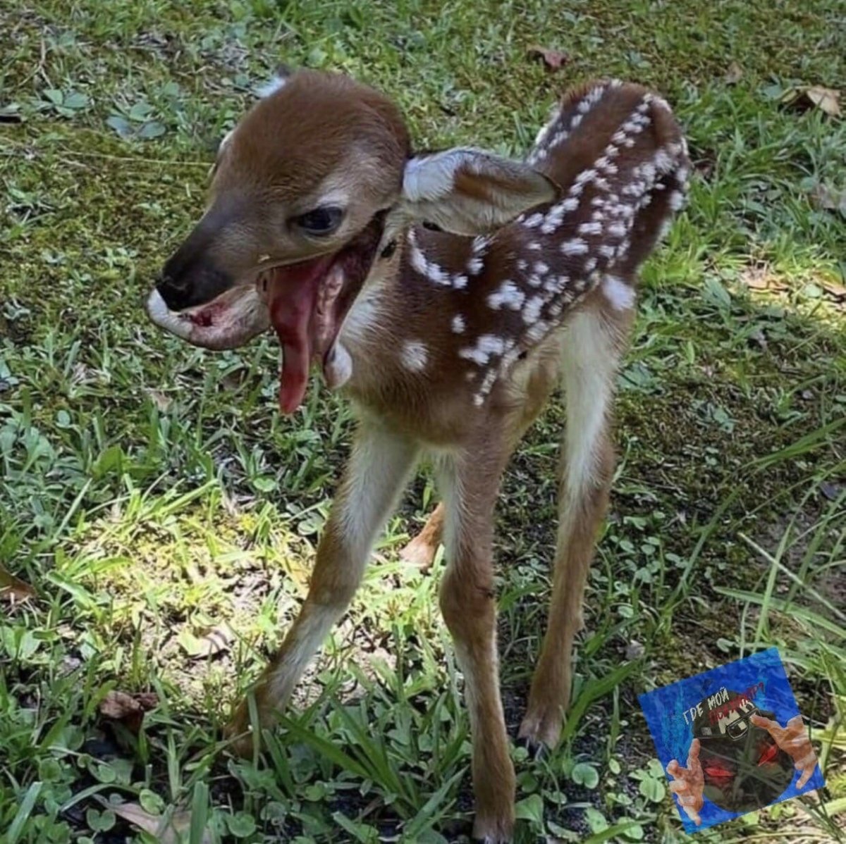 Русская выхухоль