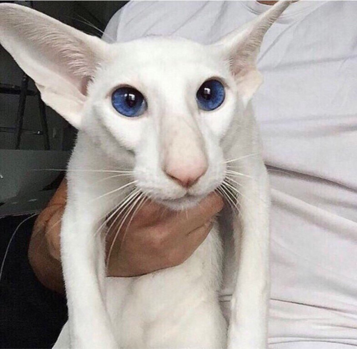 Ориентальный кот грузин